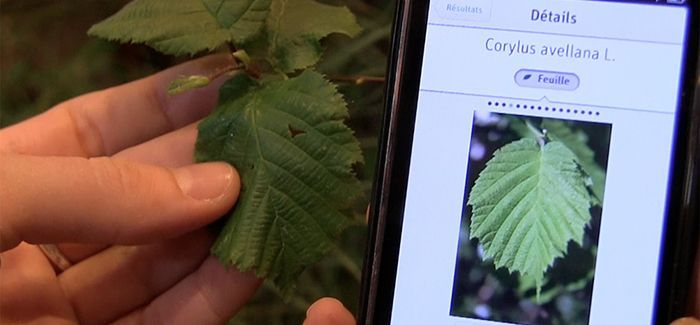 app que identifica plantes