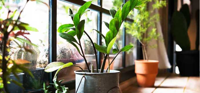 platas-interiores-purifican-aire