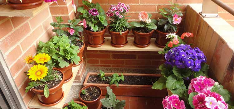 consells sobre com cuidar les plantes durant les vacances.