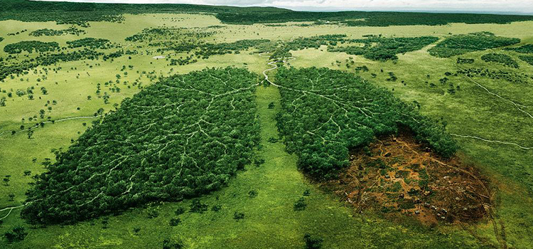 la mala salut del planeta