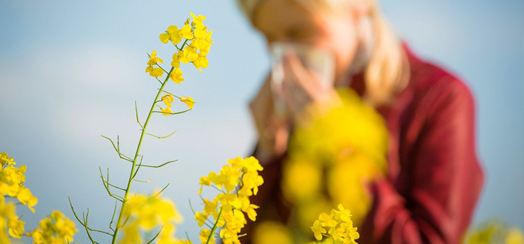alergia primaveral