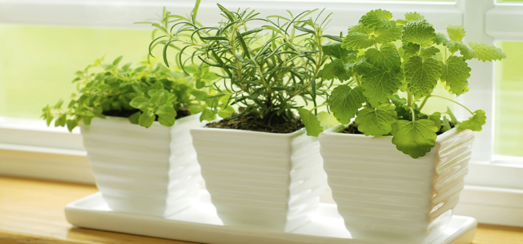 aire condicionat i les plantes