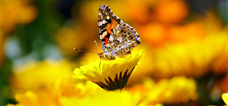 Insectes desaparició