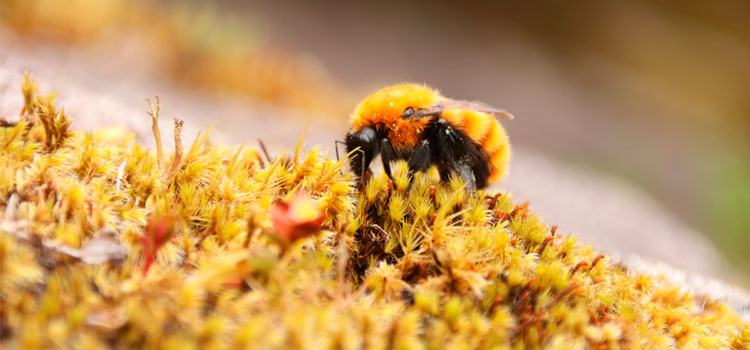 Alternatives-abelles