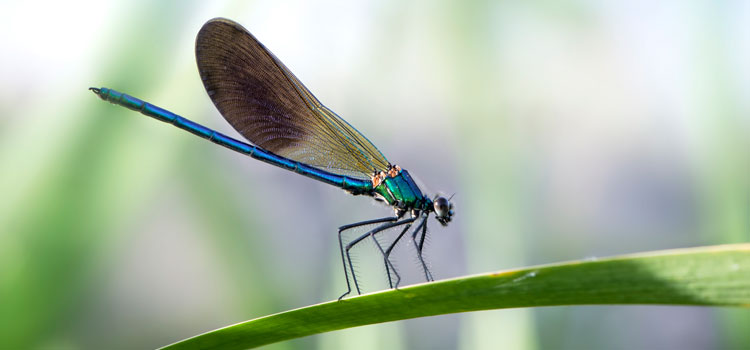 Desaparición-libélulas-humedales