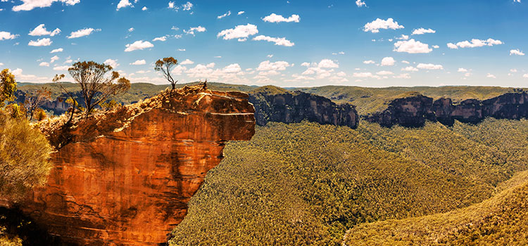 Arbres-moren-austràlia